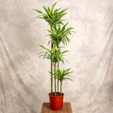 Dracena 'Lemon Lime' | 4 Pędy