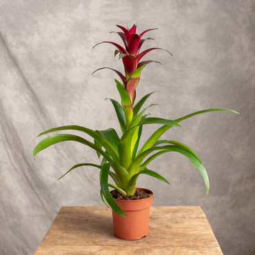 Guzmania 'Nextara'