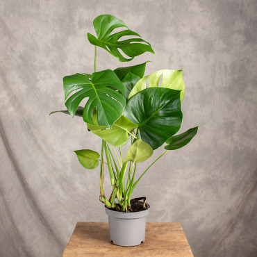 Monstera dziurawa