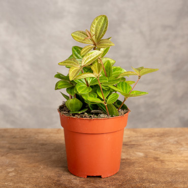 Peperomia 'Rocca Vivace' | Mała