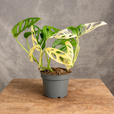 Monstera adansonii 'Variegata' | Mała