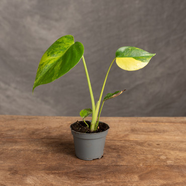 Monstera deliciosa 'Aurea' | Mini