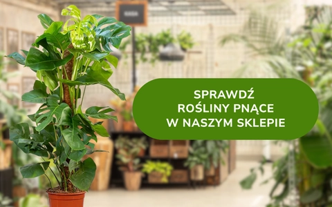 Sprawdź ofertę roślin pnących