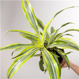 Dracena 'Lemon Lime'