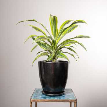 Dracena 'Lemon Lime'