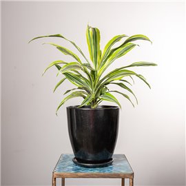 Dracena 'Lemon Lime'