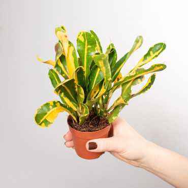 Kroton 'Mammi Yellow' | Mini