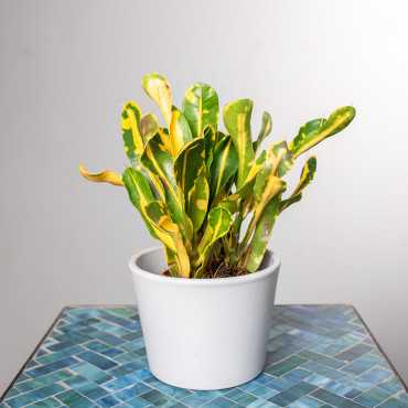 Kroton 'Mammi Yellow' | Mini