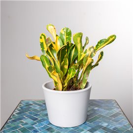 Kroton 'Mammi Yellow' | Mini