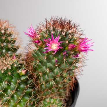 Mamilaria gęstokolczasta | Mała