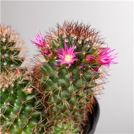 Mamilaria gęstokolczasta | Mała