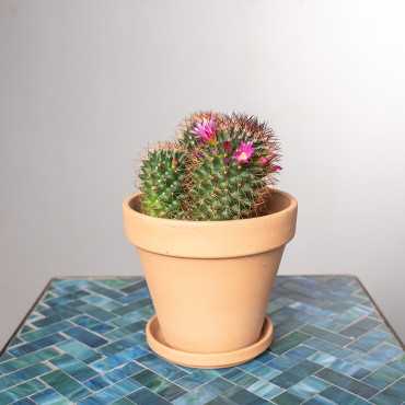 Mamilaria gęstokolczasta | Mała
