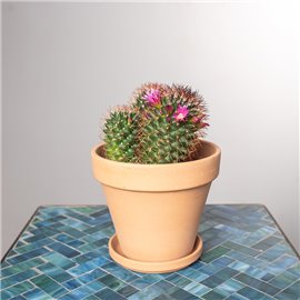 Mamilaria gęstokolczasta | Mała
