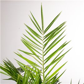 Palma Daktylowa | Mała