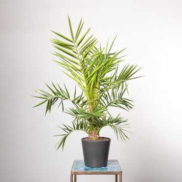 Palma Daktylowa | Mała