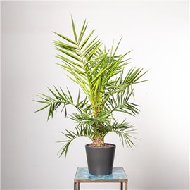 Palma Daktylowa | Mała