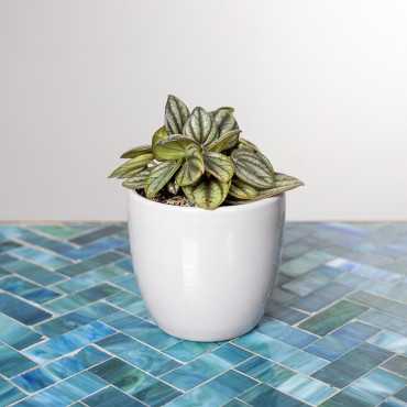 Peperomia 'Piccolo Banda'