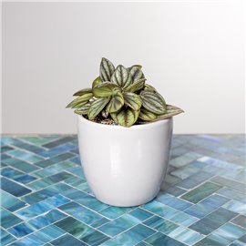 Peperomia 'Piccolo Banda'
