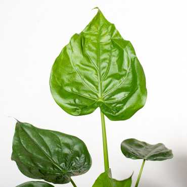 Alokazja Cuculata | Duża