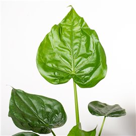 Alokazja Cuculata | Duża