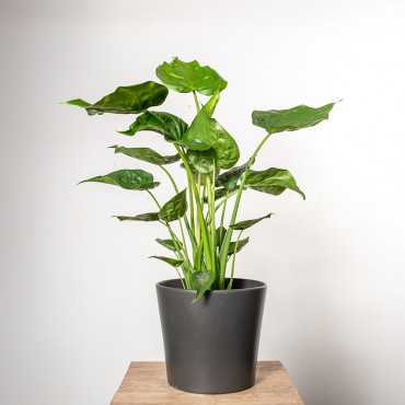 Alokazja Cuculata | Duża