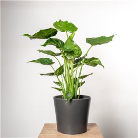 Alokazja Cuculata | Duża