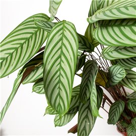 Ctenante oppenheimiana