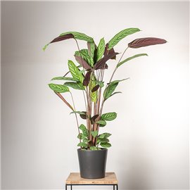 Ctenante oppenheimiana