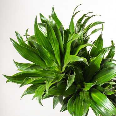 Dracena 'Compacta' | Duża
