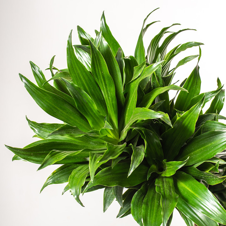 Dracena 'Compacta' | Duża