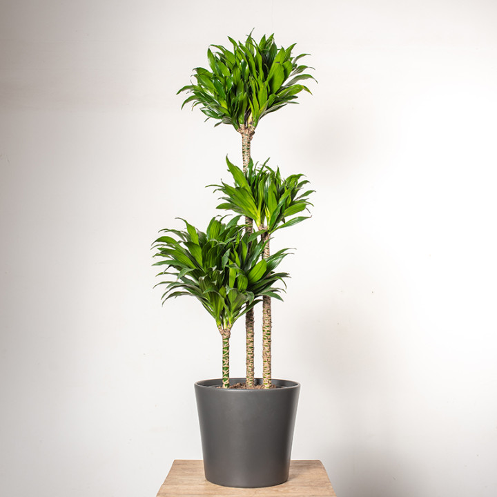Dracena 'Compacta' | Duża