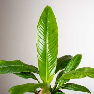 Filodendron campii Lynette