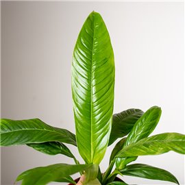 Filodendron campii Lynette