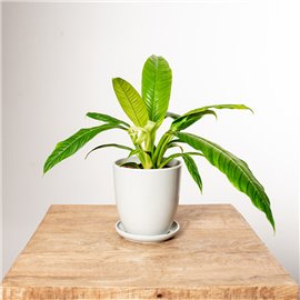 Filodendron campii Lynette