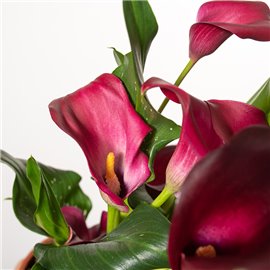 Zantedeschia bordowa