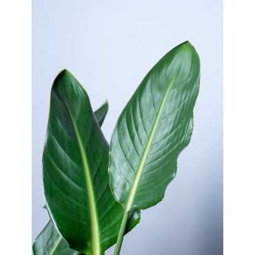 Strelicja królewska