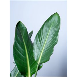 Strelicja królewska