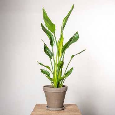 Strelicja królewska