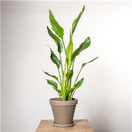 Strelicja królewska