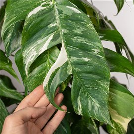 Epipremnum pinnatum 'Variegata' | Na pniu