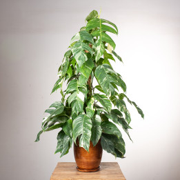 Epipremnum pinnatum 'Variegata' | Na pniu