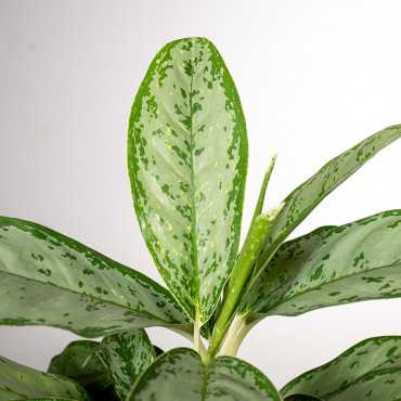 Aglonema 'Royal Diamond'