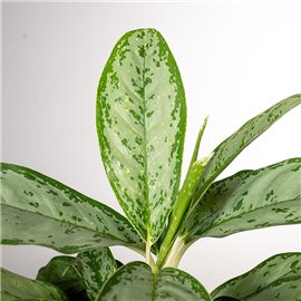 Aglonema 'Royal Diamond'