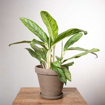 Aglonema 'Royal Diamond'