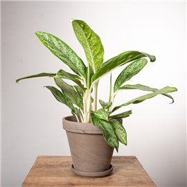 Aglonema 'Royal Diamond'