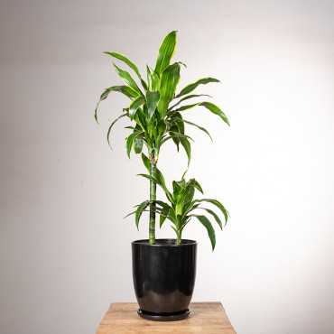 Dracena 'Art' | 2 pędy