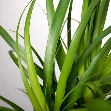 Nolina wygięta | z Nogą Nolina wygięta | z Nogą