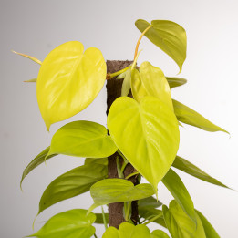 Filodendron 'Lemon Lime' | Na pniu
