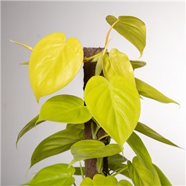 Filodendron 'Lemon Lime' | Na pniu