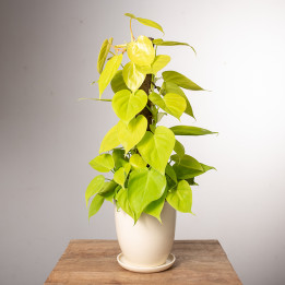 Filodendron 'Lemon Lime' | Na pniu